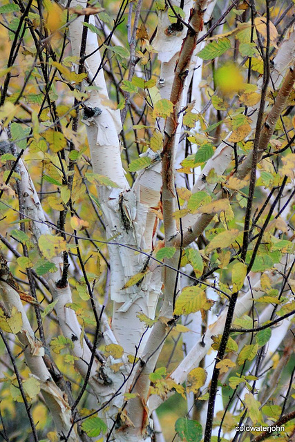 Betula Jacquemontii in autumn colour with bark peeling 5126271024 o