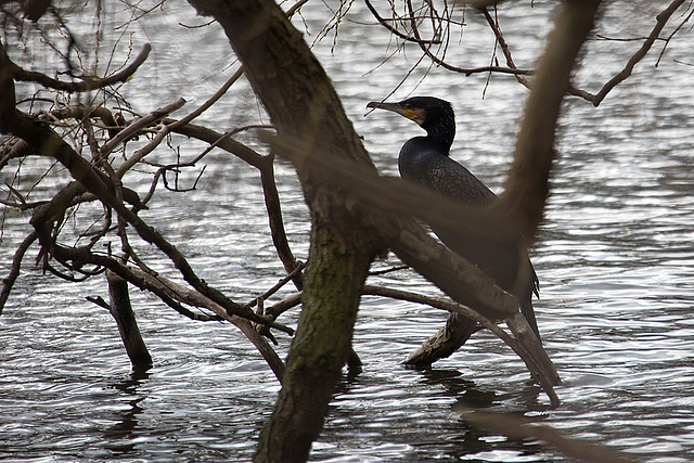 20140221 0063VRAw [D~OB] Kormoran, Kaisergarten, Oberhausen