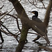 20140221 0063VRAw [D~OB] Kormoran, Kaisergarten, Oberhausen