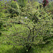 Cotoneaster rotschildianus