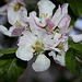 Howgate Wonder apple