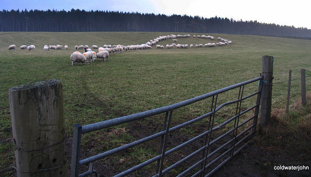 Ferness Crook of sheep - it's your turn to dance...