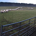 Ferness Crook of sheep - it's your turn to dance...
