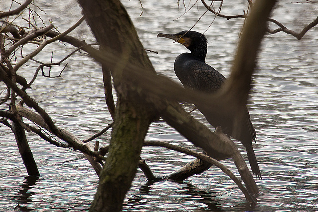 20140221 0060VRAw [D~OB] Kormoran, Kaisergarten, Oberhausen