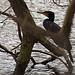 20140221 0060VRAw [D~OB] Kormoran, Kaisergarten, Oberhausen