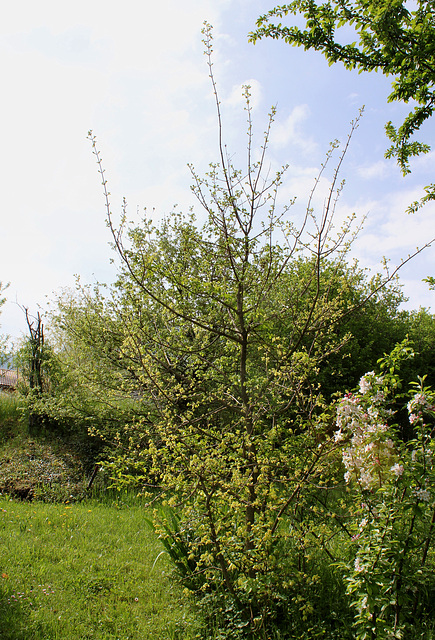 Acer campestre variegata ( pulverulenta)