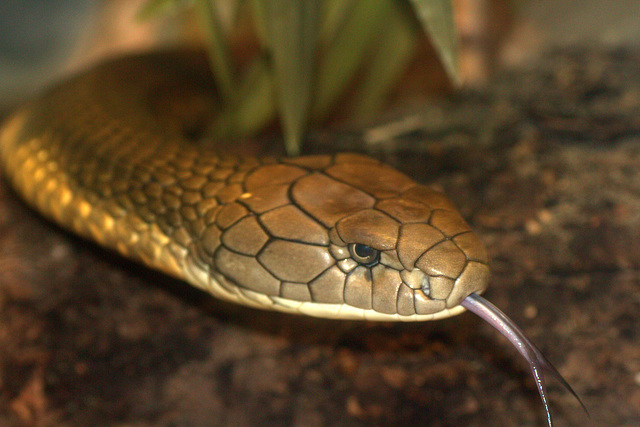 King Cobra (Ophiophagus hannah)