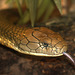 King Cobra (Ophiophagus hannah)