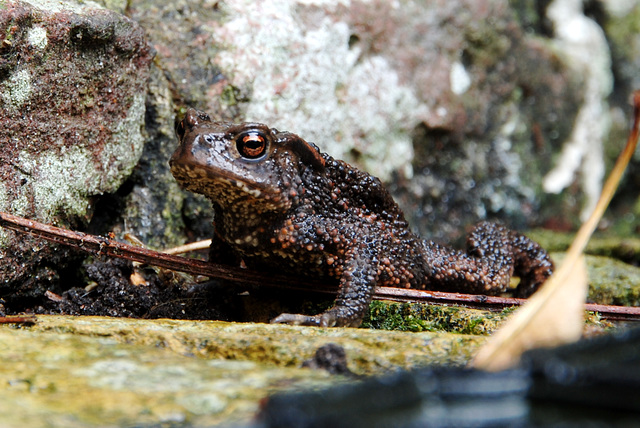 Young mr. Toad