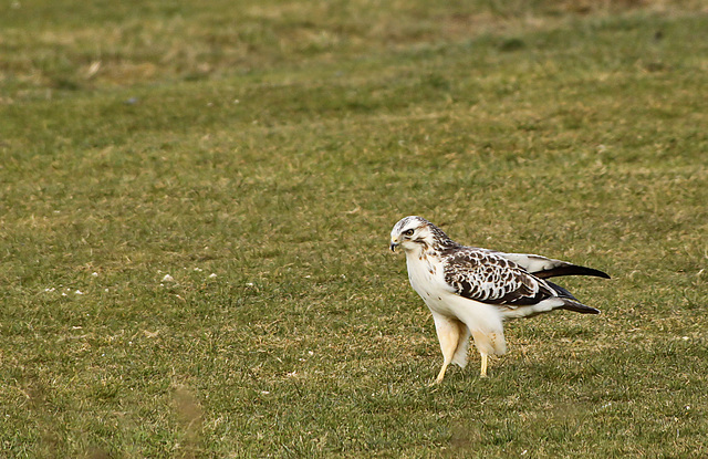 Common Buzzard Light