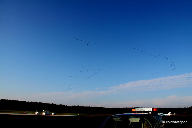 Geese taking off before us: Early morning at Schonhagen