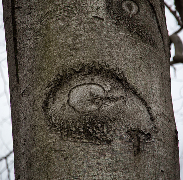 20140221 0058VRAw [D~OB] Baumauge, Buche, Kaisergarten, Oberhausen