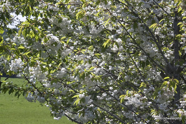 Cherry Blossom by the pond