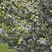 Cherry Blossom by the pond