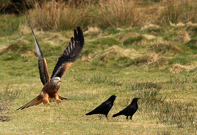 Red Kite & Ravens