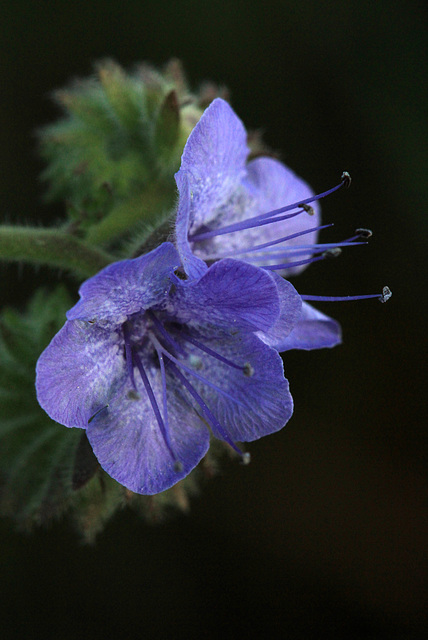 Phacelia distans Phacelia distans