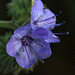 Phacelia distans Phacelia distans
