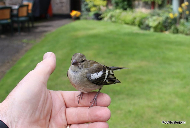 A Bird in the hand...