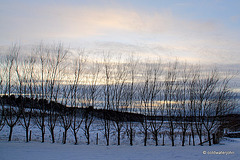 Sun and snow - garden walk Dec 10 2011