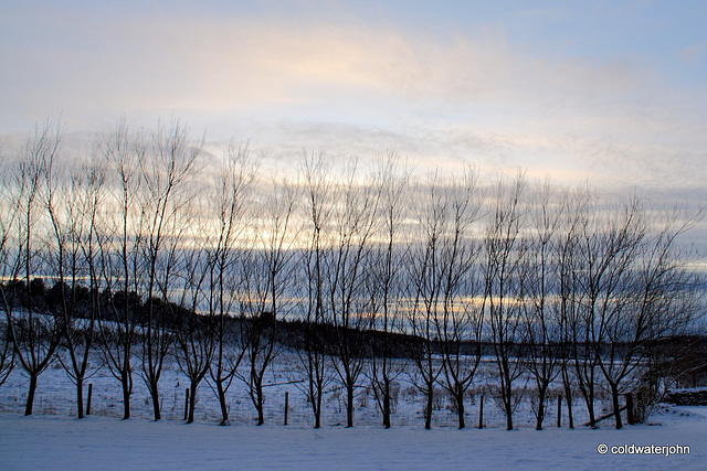 Sun and snow - garden walk Dec 10 2011