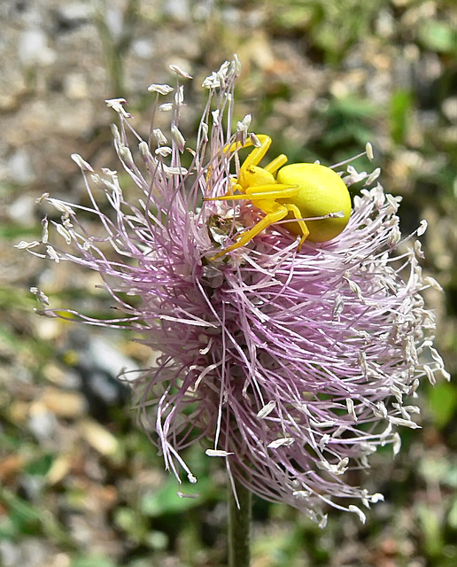 Crabspider on a flower