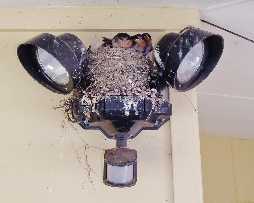 young swallows