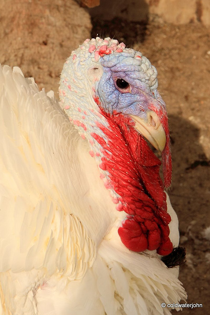Someone NOT looking forward to Thanksgiving! Someone NOT looking forward to Thanksgiving!