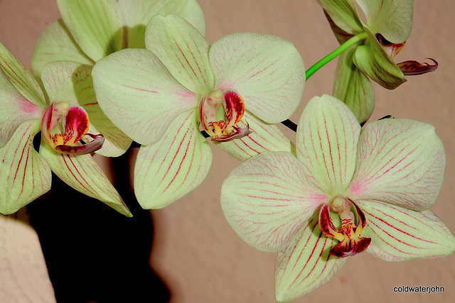 Orchids in flower