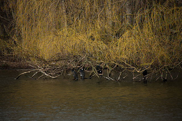 20140221 0057VRAw [D~OB] Kormoran, Kaisergarten, Oberhausen