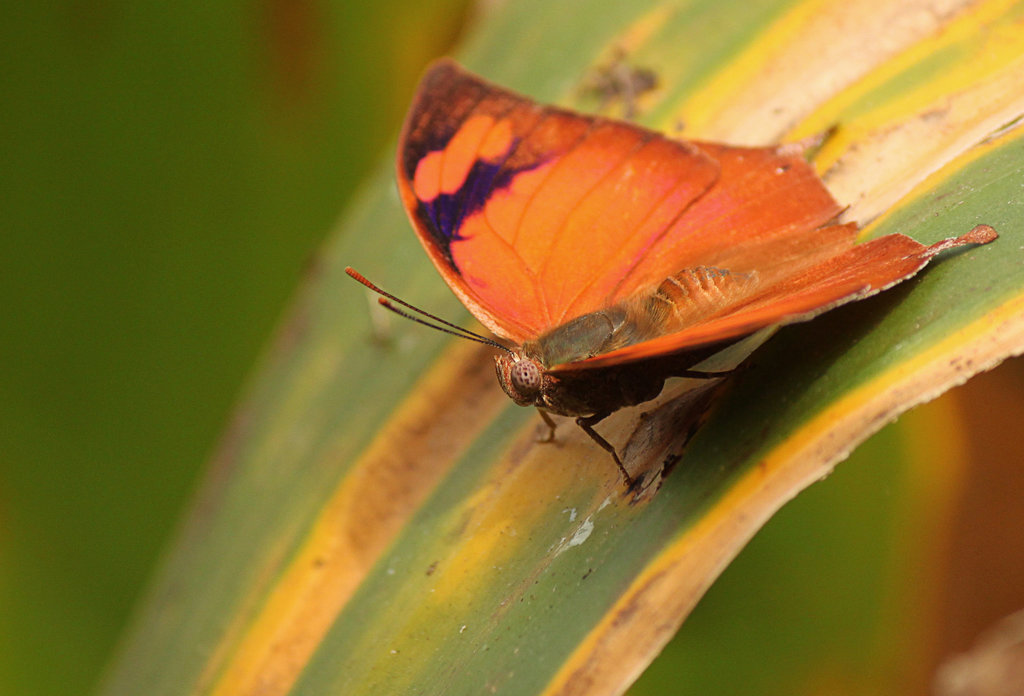 Autumnleaf