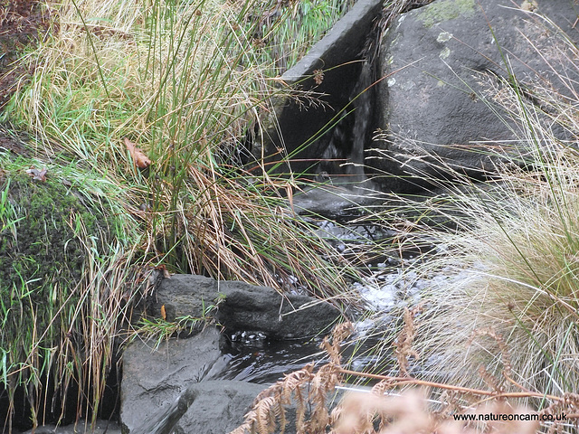 Ogden Moor and Waterfall