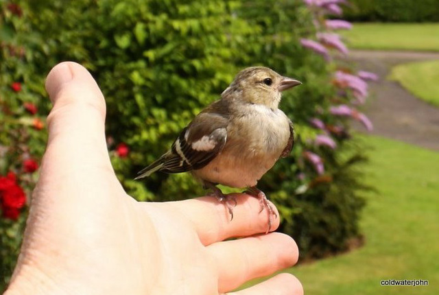 A Bird in the hand...