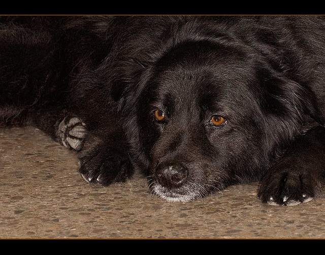 Celebrity Pets Shop Dog