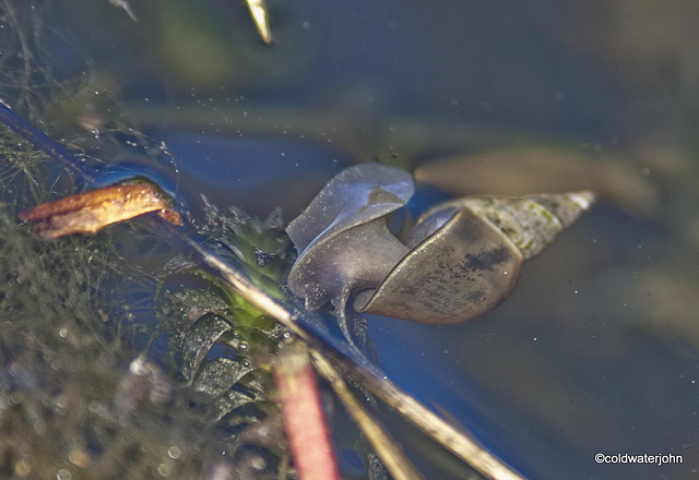 The pond is alive...