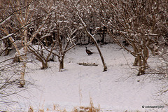Sun and snow - garden walk Dec 10 2011