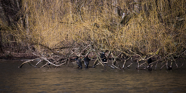 20140221 0056VRAw [D~OB] Kormoran, Kaisergarten, Oberhausen