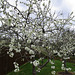 Plum blossom in the orchard