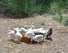 feeding time for chicks