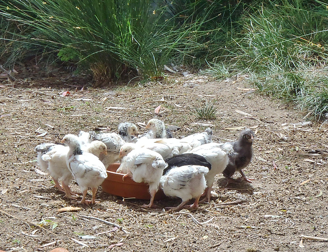 feeding time for chicks