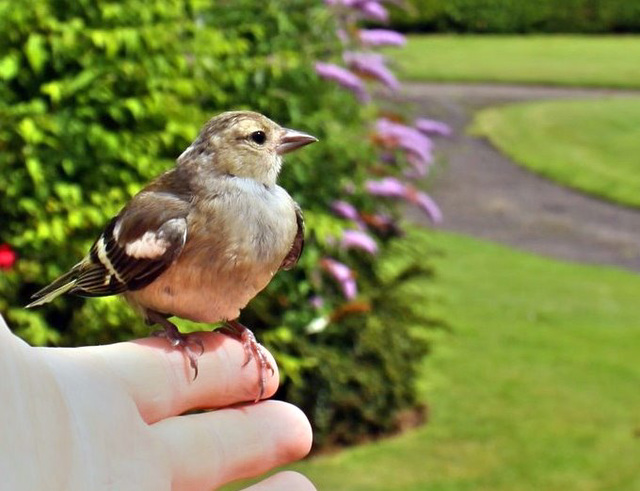 Young chaffinch