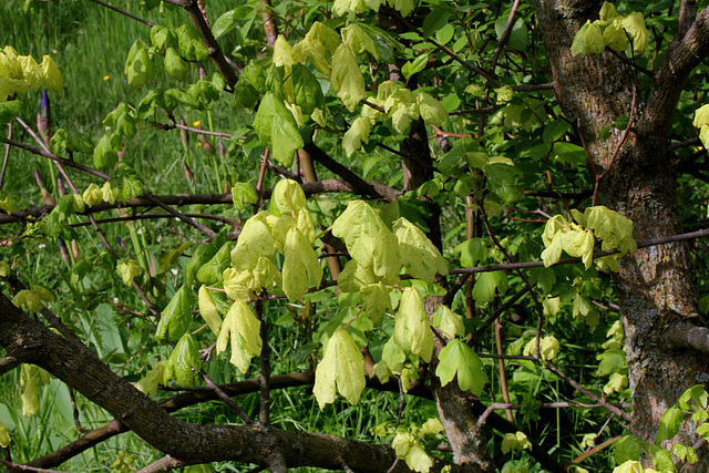 Acer campestre variegata ( pulverulenta)