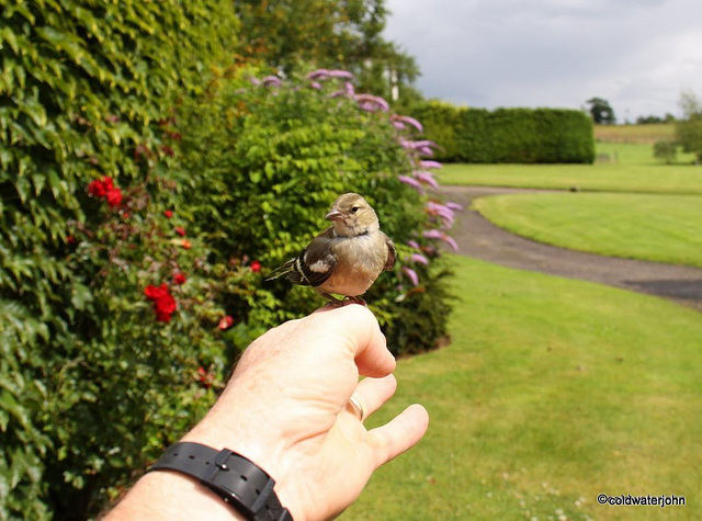 A bird in the hand?