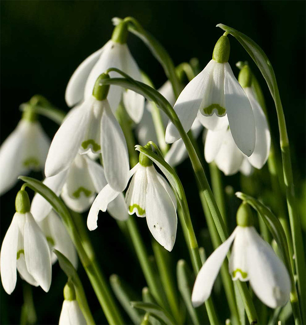 snowdrops