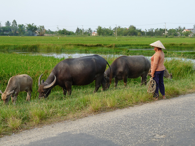 Water Buffalo by the Paddy Field