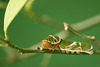 Common Morman Caterpillar