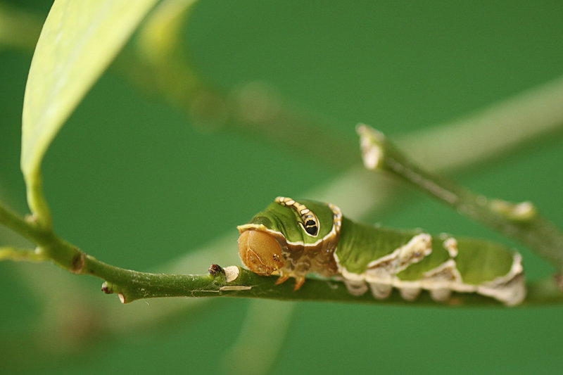 Common Morman Caterpillar