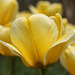 Darwin Hybrid Tulips