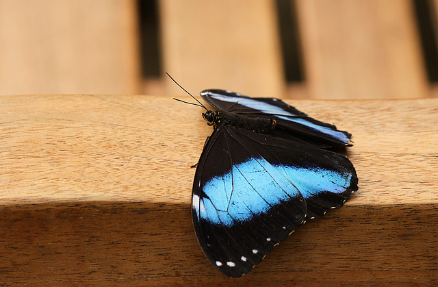 Blue Morpho