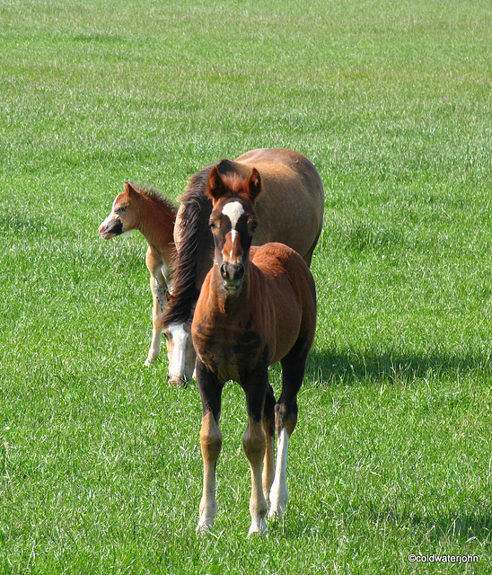 Mare with her Spring foals