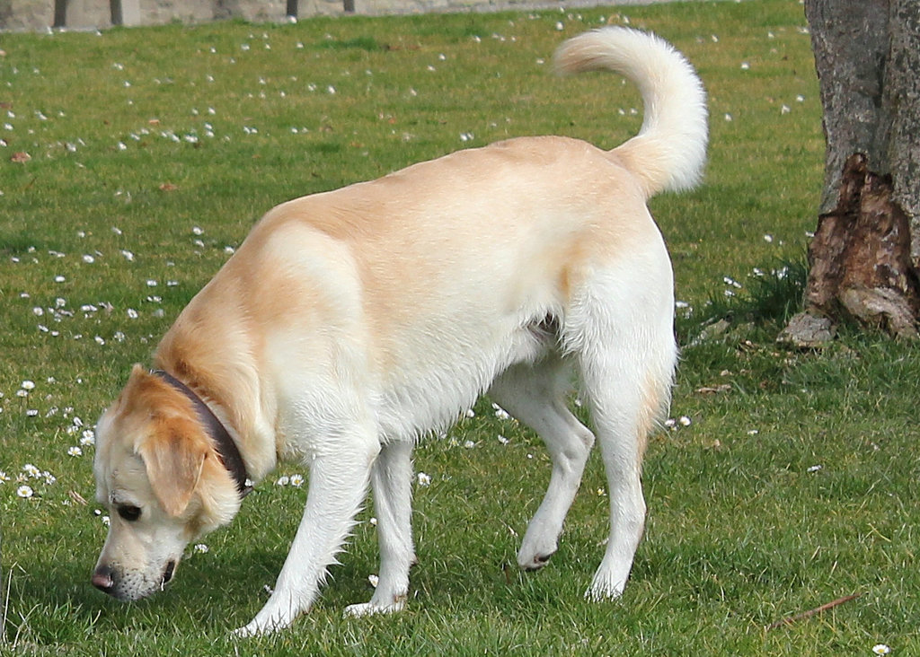 Labrador